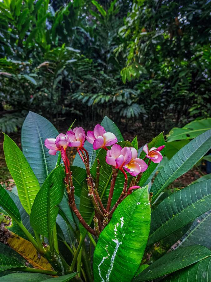 K'Erenda Homet Reserva Natural Пуэрто-Мальдонадо Экстерьер фото