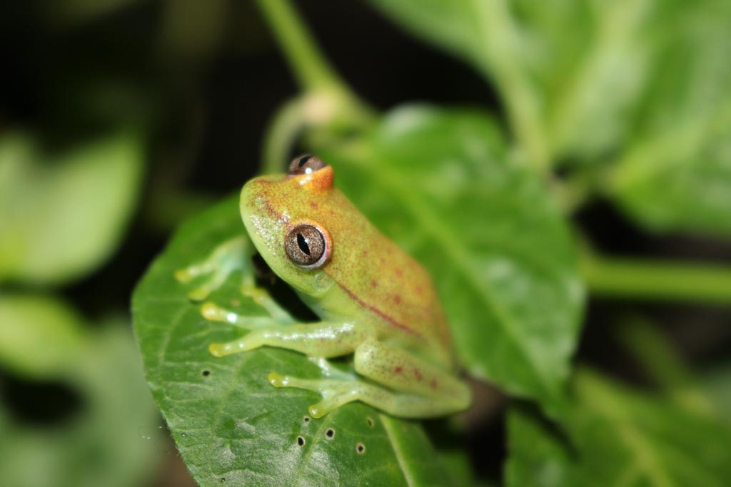 K'Erenda Homet Reserva Natural Пуэрто-Мальдонадо Экстерьер фото